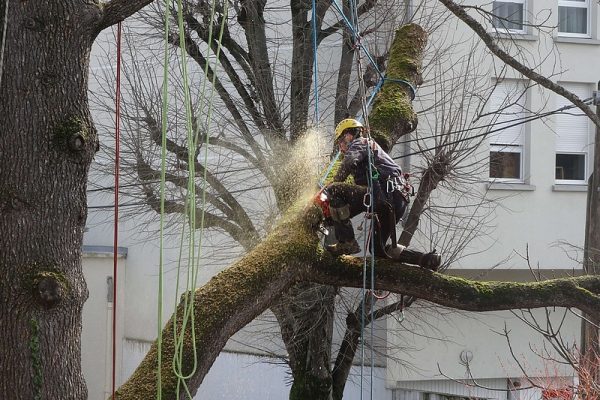 demontage d un cèdre