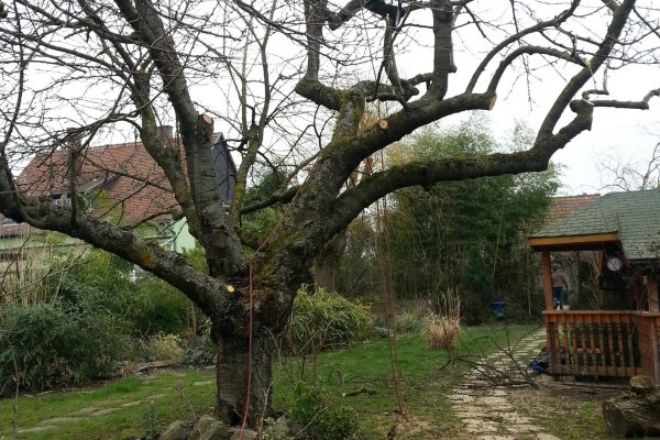 elagage d un arbre à strasbourg