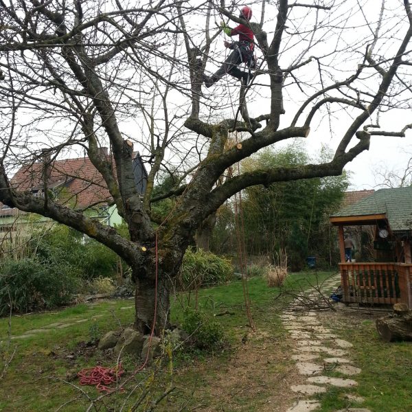 elagage d un arbre à strasbourg