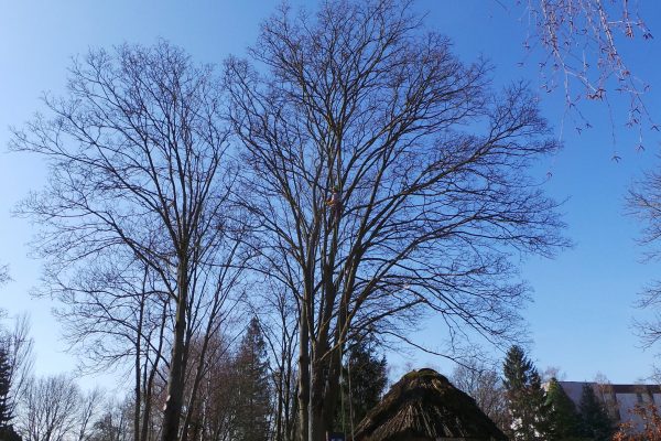 elagage arbre strasbourg