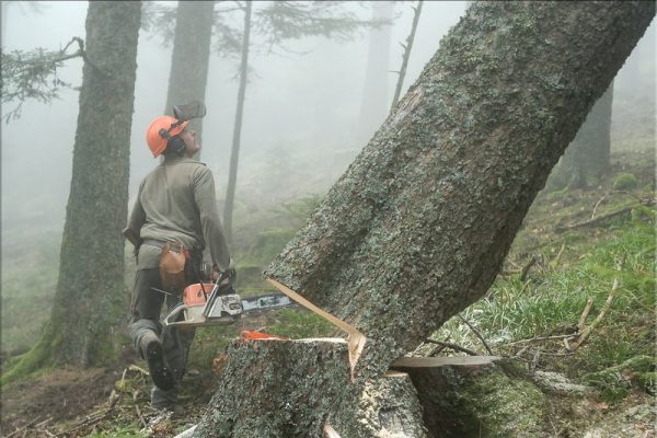 Abattage arbre strasbourg les techniques