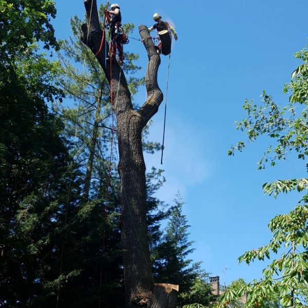 Démontage du frêne