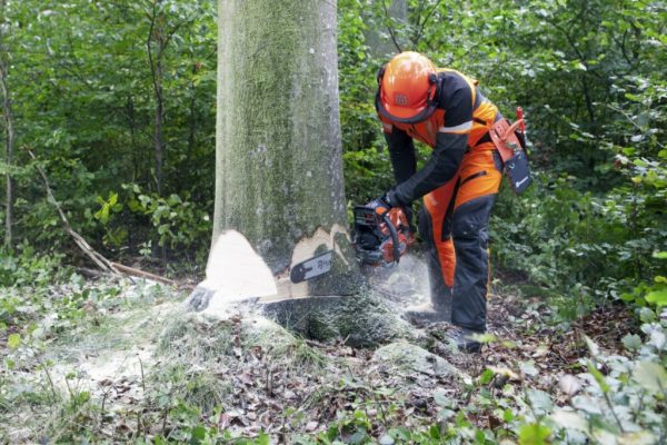 abattage arbre sur strasbourg