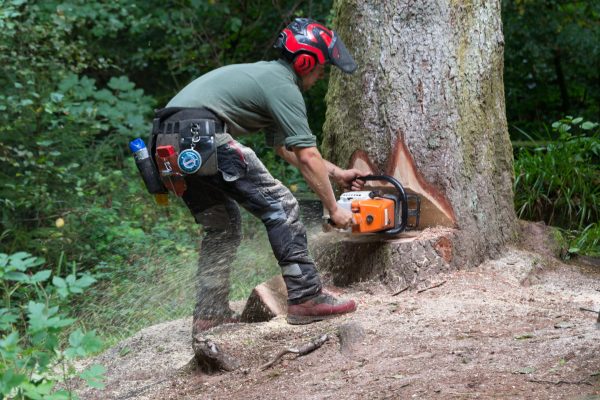 Abattage des arbres sur strasbourg