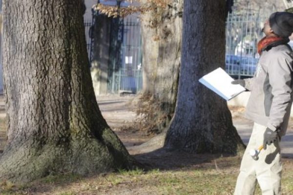 Diagnostique et sondage à l'aide d'un marteau à sonde sonore sur la commune de Obernai