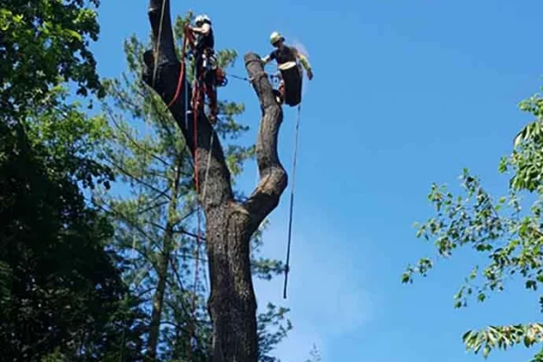 Demontage arbre Haguenau, Illkirch, Molsheim, Erstein
