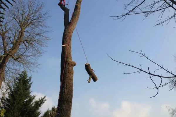 Demontage arbre Haguenau, Illkirch, Molsheim, Erstein