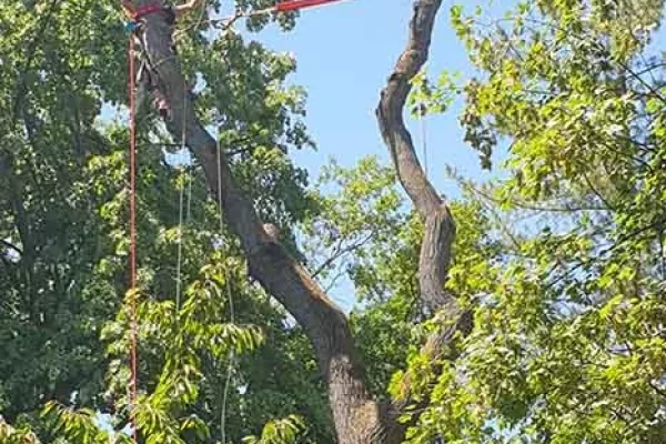 Demontage arbre Haguenau, Illkirch, Molsheim, Erstein