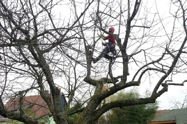 Elagage d'arbre Haguenau, elagage illkirch graffenstaden, Molsheim, Erstein