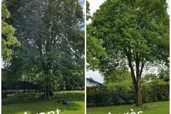 Elagage d'arbre Haguenau, elagage illkirch graffenstaden, Molsheim, Erstein