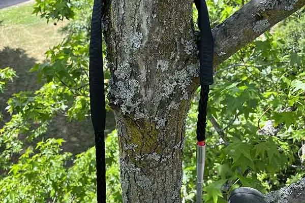 Haubanage arbre Haguenau, Illkirch, Molsheim, Erstein