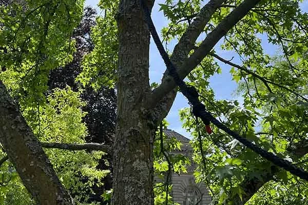 Haubanage arbre Haguenau, Illkirch, Molsheim, Erstein