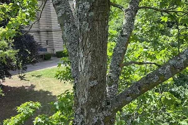 Haubanage arbre Haguenau, Illkirch, Molsheim, Erstein