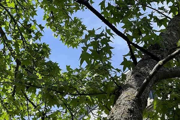 Haubanage arbre Haguenau, Illkirch, Molsheim, Erstein