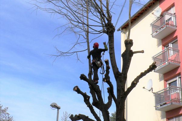 Taille en tête de chat sur un tilleul