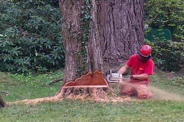 Abattage arbre à strasbourg