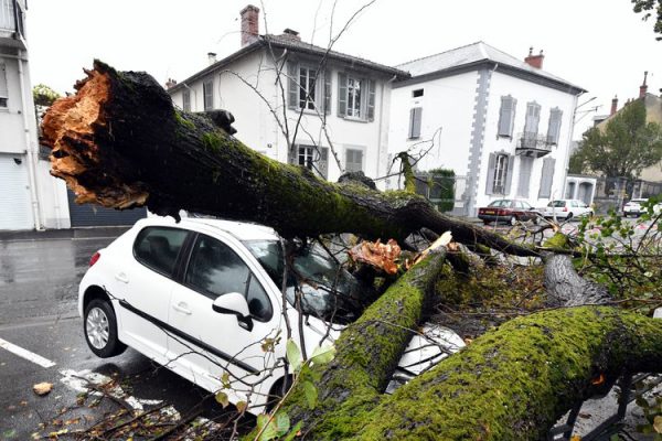 arbre cassé consequence