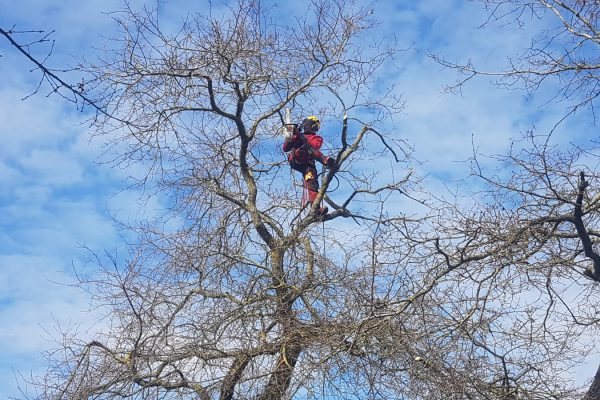 taille d'entretien à strasbourg