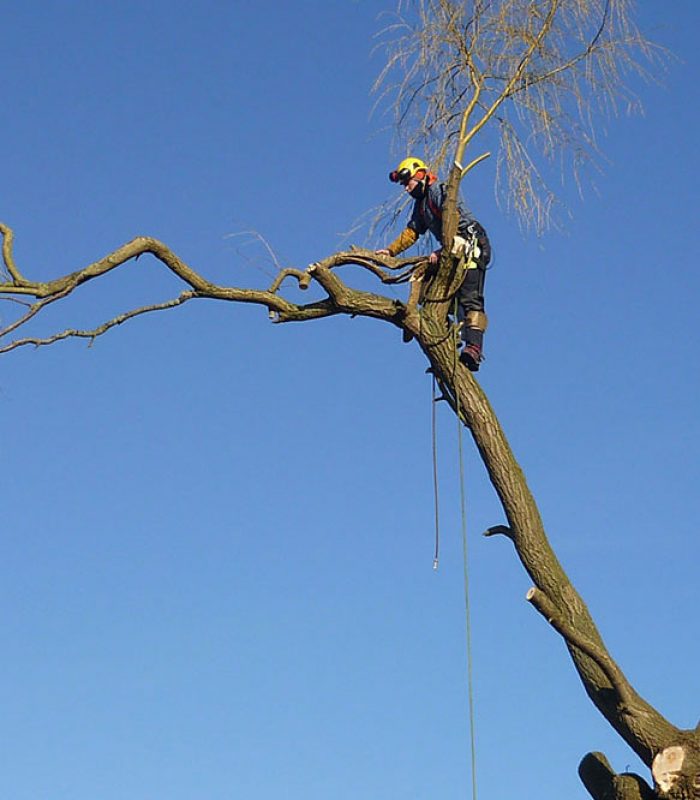 Demontage arbre strasbourg