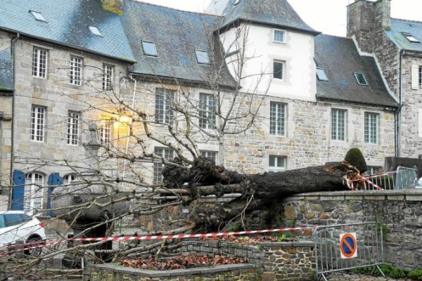 Chute d'un arbre dû à un pourridié racinaire sur un tilleul