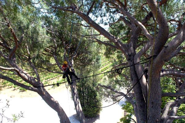 haubanage, demontage, elagage